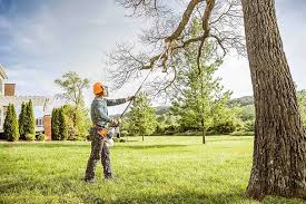How Our Tree Care Process Works  in  Carroll Valley, PA